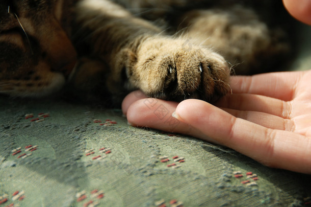 猫爪子在人的手上