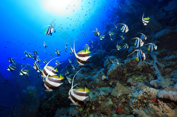 longfin bannerfish 的暗<strong>沙</strong>