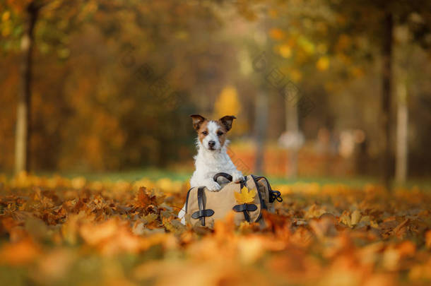 和狗一起旅行。宠物秋天在公园里。黄色的叶子和<strong>袋子</strong>.