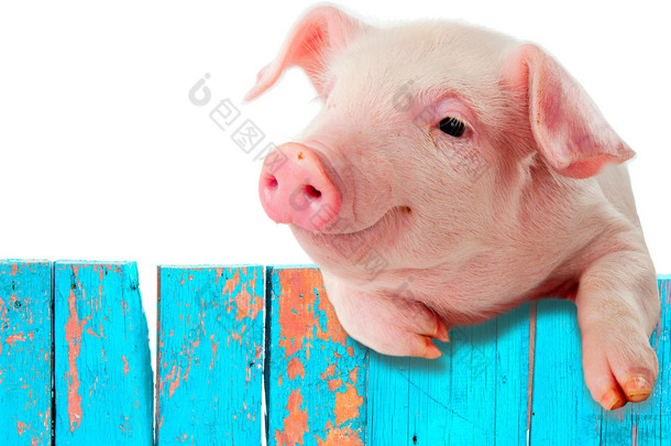 在栅栏上挂着可笑的小猪。幽默的拼贴。主人家孤立