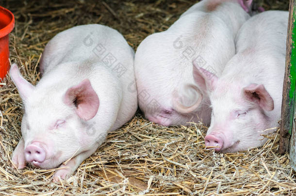 三只小猪的猪睡在农场失速的稻草上<strong>休息</strong> 