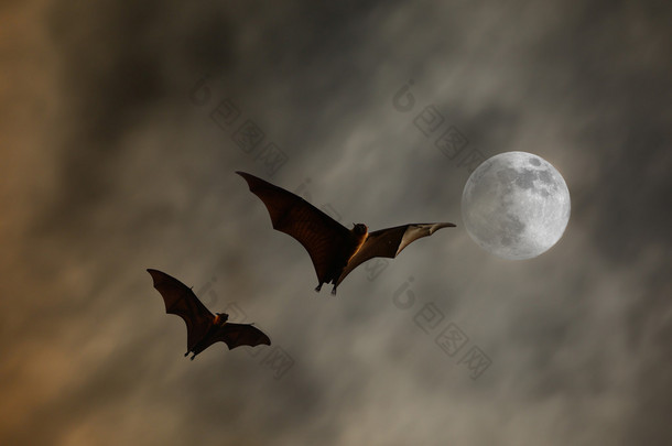 与超级月亮-万圣节蝙蝠剪影