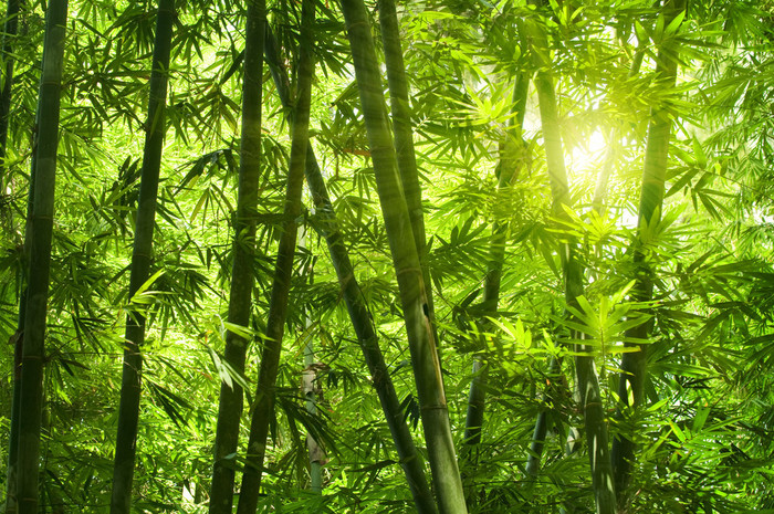 竹林