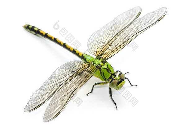 ophiogomphus 塞西莉亚。白色黑色绿色 snaketail 蜻蜓