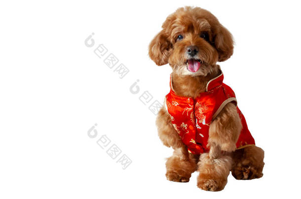 一个可爱的棕色玩具狮子狗微笑的镜头穿着中国传统服装为中国<strong>新年</strong>节日隔离在白色背景与文本的空间.