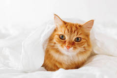 可爱的姜猫咪躺在床上。宠物毛茸茸舒舒服服地躲在一条毯子睡或者是玩下。可爱舒适背景，早晨温暖睡在家里