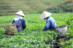 女人采摘茶叶种植园越南茶树叶