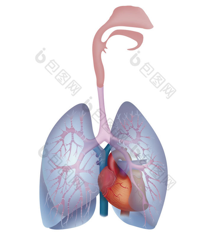 在白色的心脏和肺部
