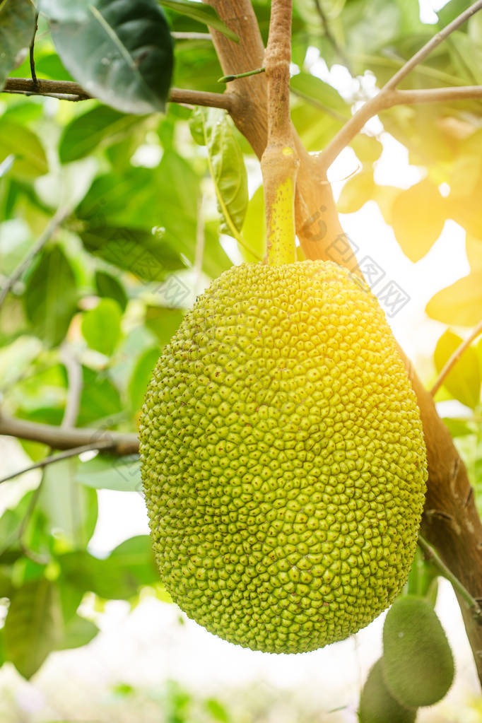 菠萝蜜树和花园里的年轻 Jackfruits