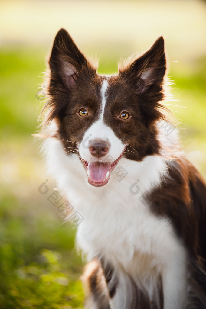 快乐的棕色狗边境牧羊犬