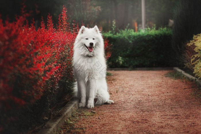 萨摩耶德犬在公园