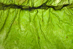 湿漉漉的海藻海带 （海带） 表面顶视图关闭了宏观镜头的纹理背景