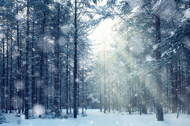 神奇冬季森林