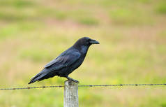 头冠乌鸦(Corvus Cornix))