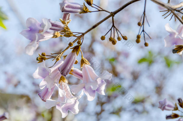 毛花的泡菜, 关闭