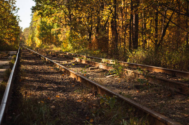 秋天森林里的铁路，金黄色的叶子在阳光下