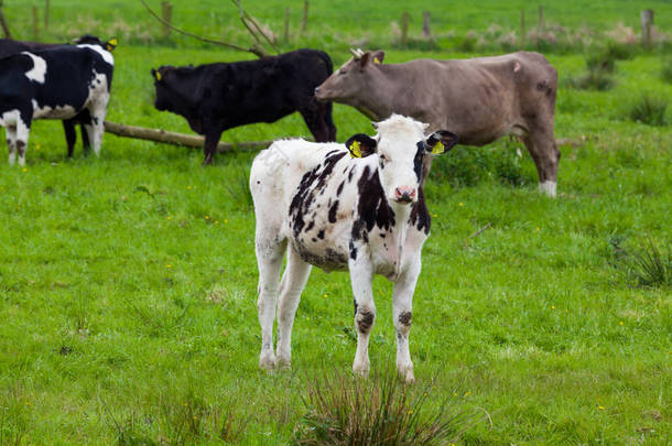 成群的奶牛。牧场上的奶牛