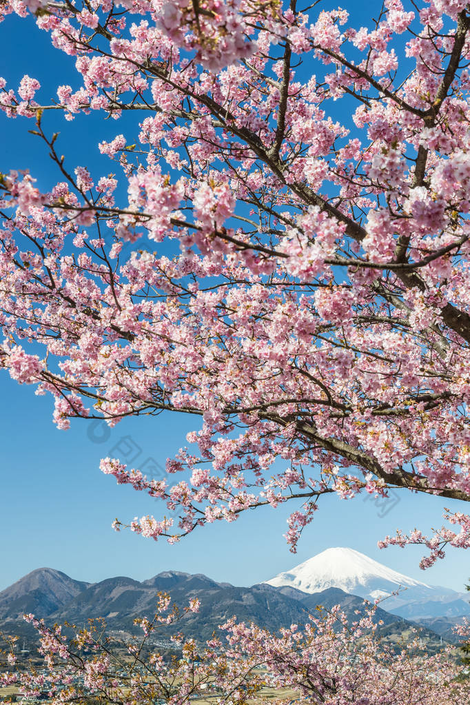 日本樱花樱花和富士山春季季节