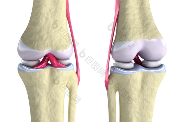 膝关节韧带和软骨上白色隔离