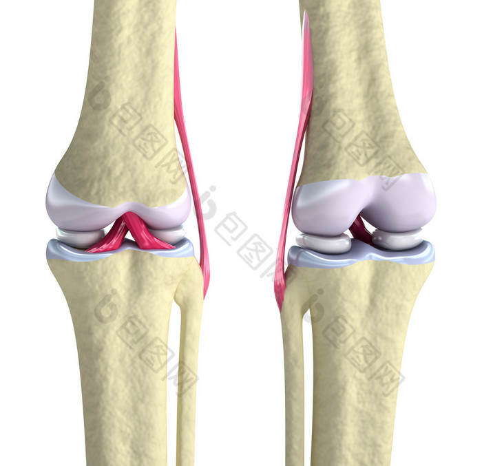 膝关节韧带和软骨上白色隔离