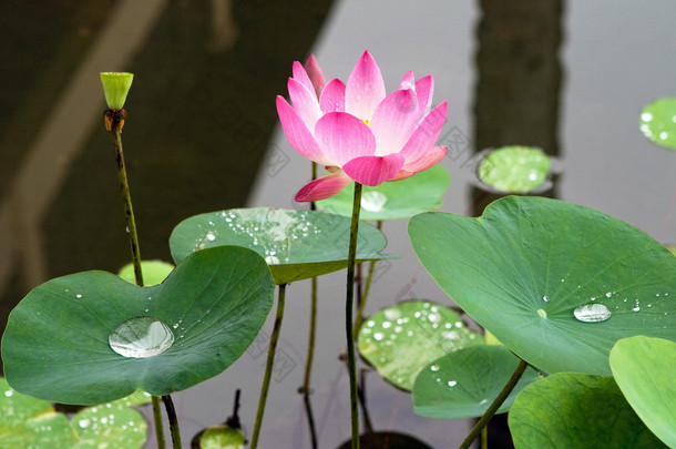 粉红水百合花