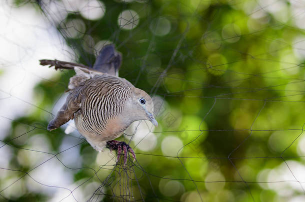 Bird(dove) 图像附加到网。动物.
