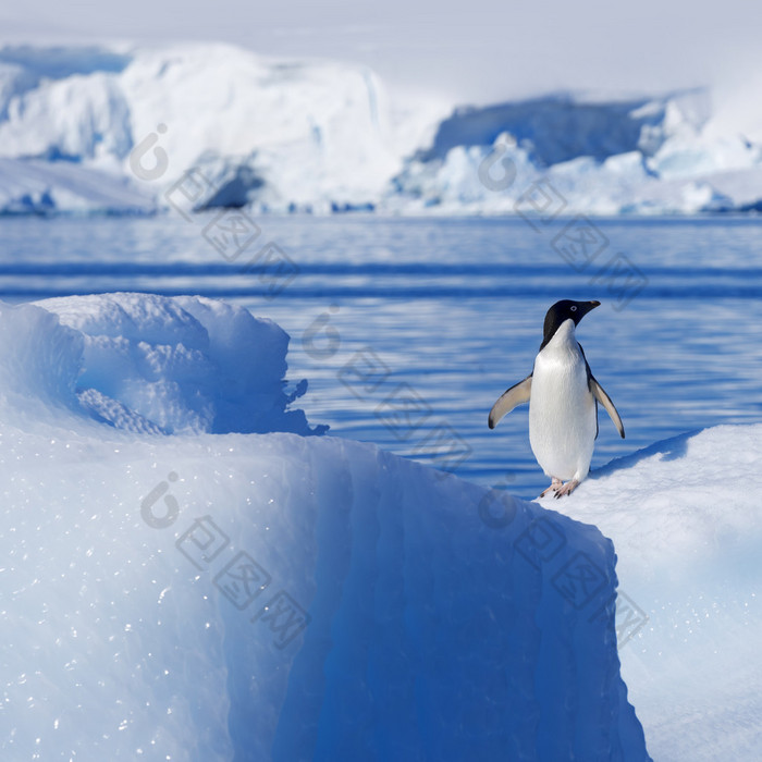 Nature and landscapes of Greenland with penguin