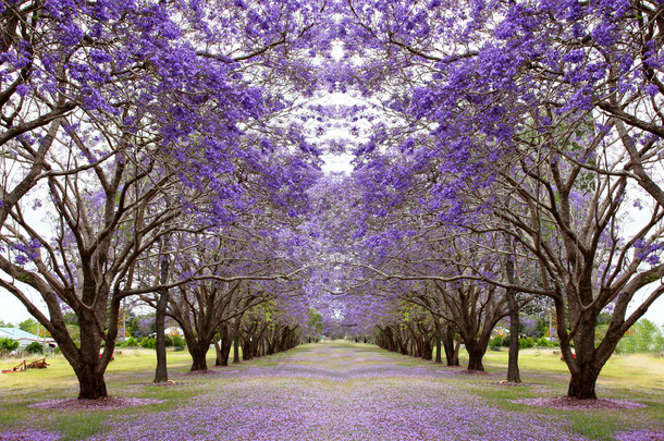 紫蓝花楹<strong>树</strong>