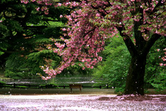 上公园-东京的樱花树