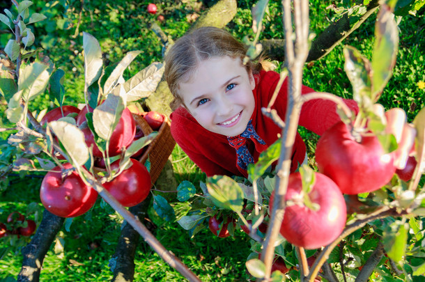 年轻的女孩入 basket.orchard 摘有机苹果.