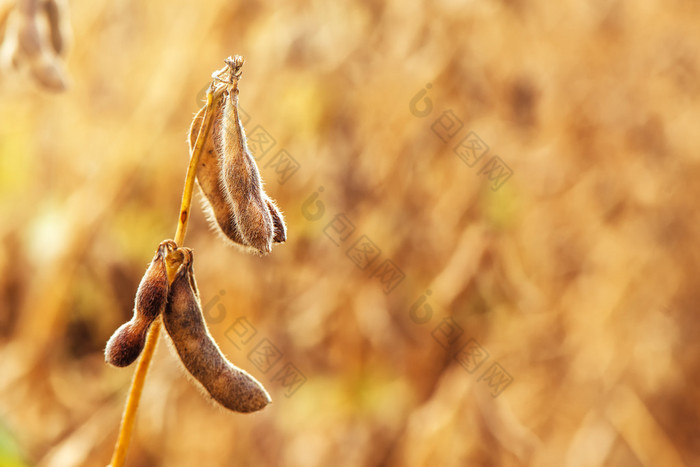 成熟的大豆豆荚关闭