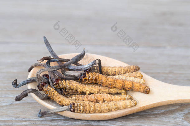 Ophiocordyceps 或蘑菇虫草这是一根放在<strong>木勺</strong>上的草药。在木桌上。国家有机医学.