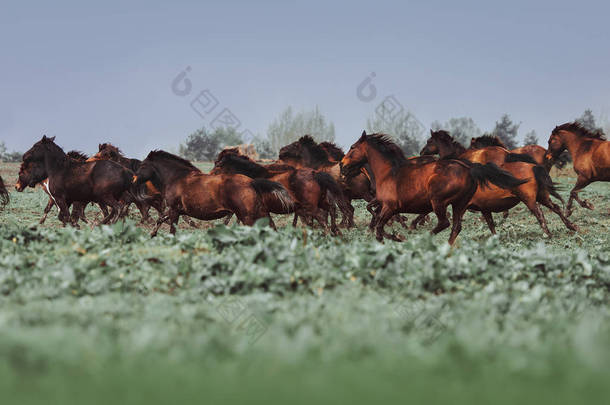 一大群马的 Hutsul 品种。在草丛中的骏马 
