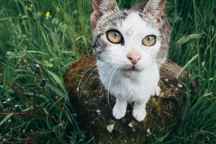 猫可爱的猫咪看着相机