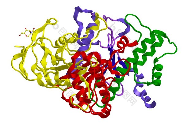 胆碱酯酶酶分子的<strong>结构</strong>