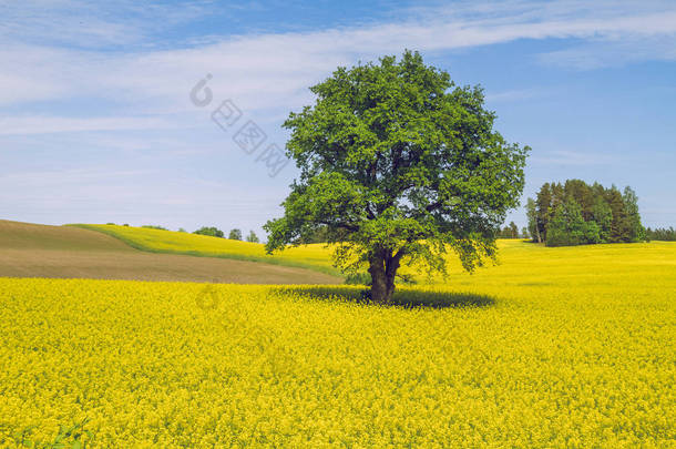 Summer in Latvia. View rape meadow in Cesis. 