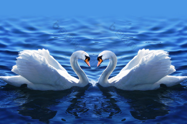 两只天鹅在湖中的爱.