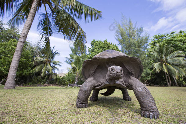 在塞舌尔的亚达伯拉象巨龟