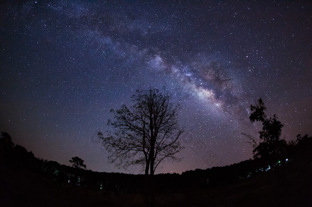 美丽的银河系，夜晚的天空上的树的剪影