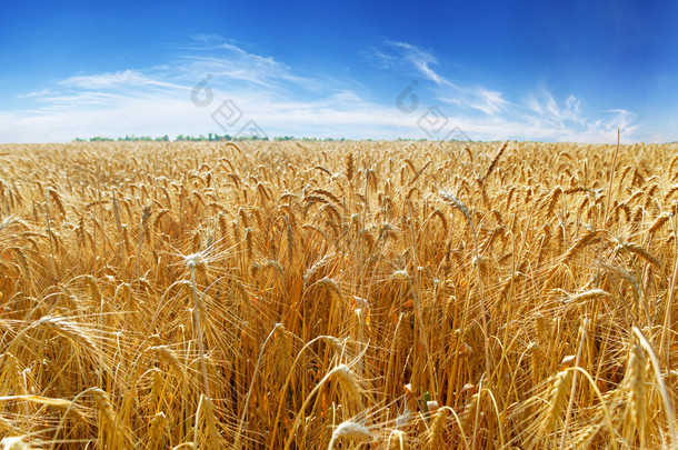 天空下小麦的耳朵