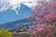 西藏野生桃花 