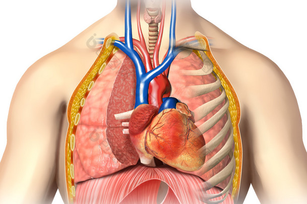 男子解剖学胸部剖心与静脉主要<strong>血液</strong>和