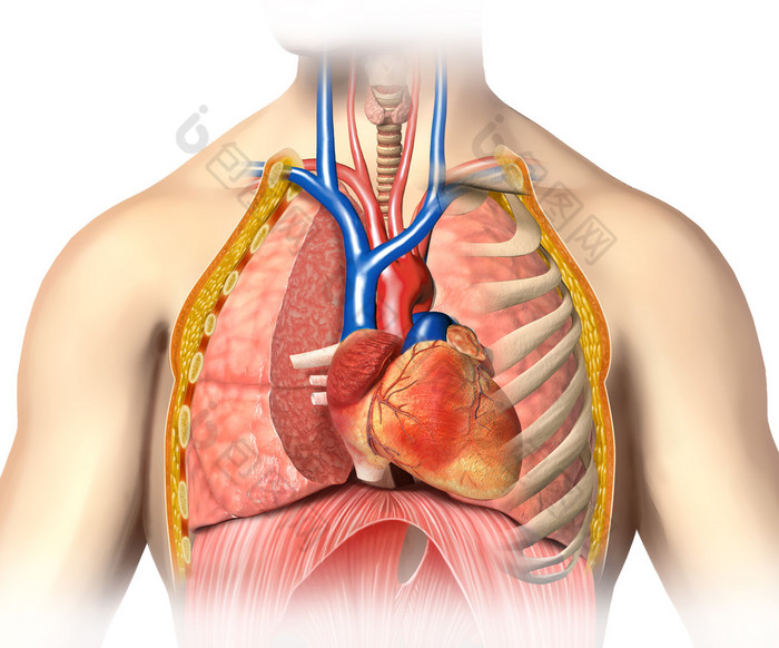 男子解剖学胸部剖心与静脉主要血液和