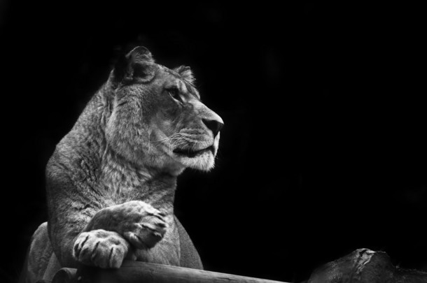 令人惊叹的母狮放宽的问题在黑色和白色温暖的一天