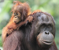 红毛猩猩母亲和儿子