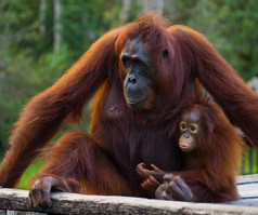 红毛猩猩妈妈和宝宝