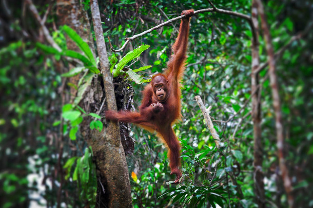 orangutang 在行动