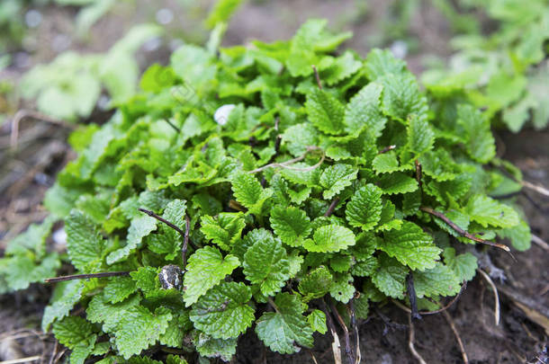 柠檬香蜂草草药种植在<strong>花</strong>园里，梅利莎厚朴