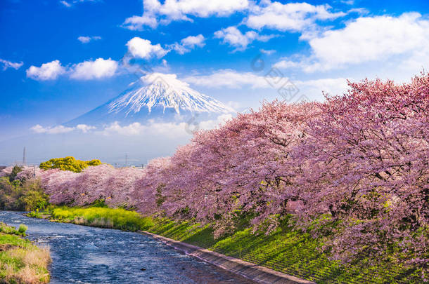 富士山在春天