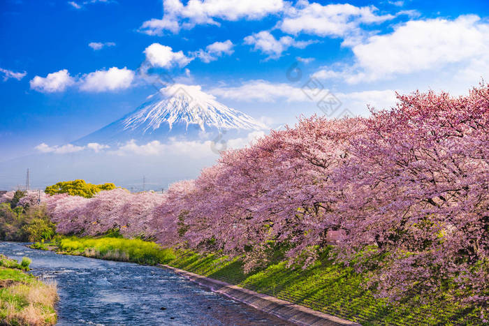 富士山在春天